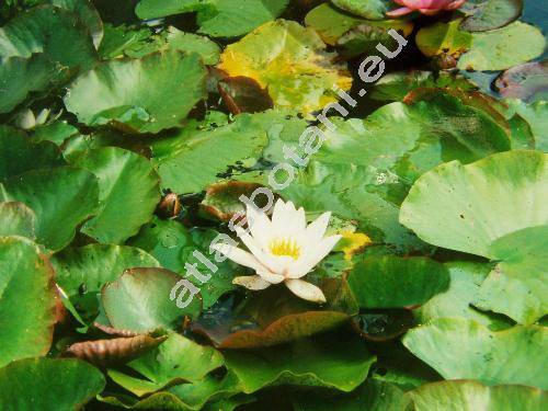 Nymphaea alba L.