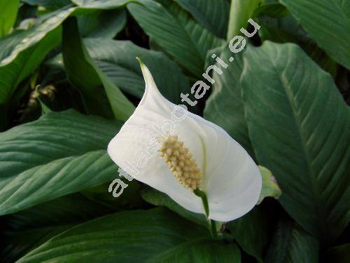 Spathiphyllum wallisii Regel