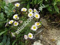 Leucanthemopsis alpina (L.) Heywood (Chrysanthemum alpinum L.)