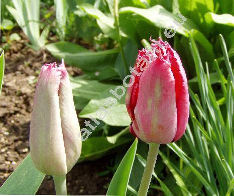 Tulipa 'Kees Nellis'