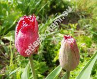 Tulipa 'Kees Nellis'