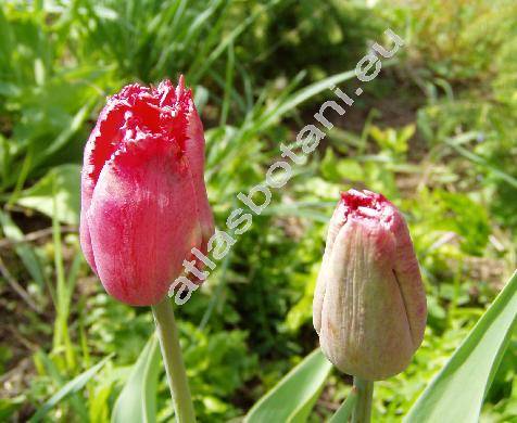 Tulipa 'Kees Nellis'