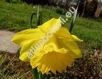 Narcissus 'Golden Harvest'