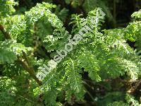 Tanacetum vulgare var. crispum (Tanacetum vulgare var. crispum DC., Chrysanthemum vulgare (L.) Bernh.)