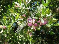 Polygala myrtifolia L. (Psychanthus myrtifolius (L.) Spach)
