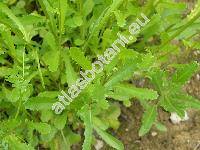 Leucanthemum vulgare Lamk. (Chrysanthemum leucanthemum L.)