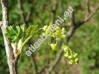 Ribes rubrum 'Primus' (Ribes vulgare Lam., Ribes sylvestre (Lam.) Mert. et Koch)