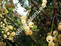 Ribes rubrum 'Primus' (Ribes vulgare Lam., Ribes sylvestre (Lam.) Mert. et Koch)