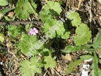 Geranium pyrenaicum Burm. fil.