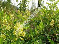 Astragalus glycyphyllos L. (Hedyphylla vulgaris Stev.)