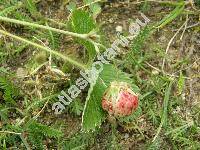 Fragaria viridis (Duchesne) Weston (Fragaria collina Ehrh., Fragaria campestris Steven)