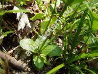 Centaurium erythraea Rafn. (Centaurium minus Gars., Centaurium umbellatum Gilib., Gentiana centaurium L.)