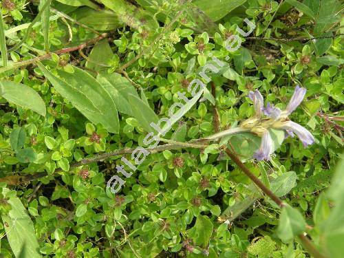 Orobanche caerulescens Steph. (Phelipanche, Orobanche coerulescens Steph.)