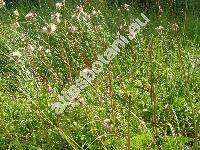 Cirsium rivulare (Jacq.) All. (Carduus rivularis Jacq., Cnicus rivularis (Jacq.) Willd, Cirsium salisburgense)