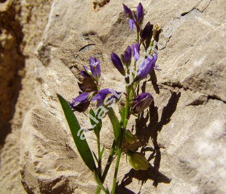 Polygala vulgaris L. (Polygala vulgaris agg.)
