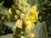 Verbascum thapsus L. (Verbascum alatum Lam., Verbascum elongatum Willd., Thapsus linnaei Opiz, Verbascum silesiacum Schube)