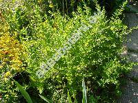 Scutellaria galericulata L. (Cassida galericulata (L.) Scop.,  Scutellaria pauciflora Pant.)