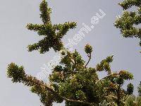 Pinus aristata Engelm.