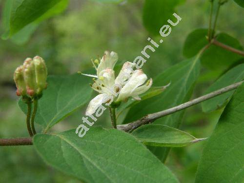 Lonicera nigra L. (Caprifolium roseum Lam., Xylosteum nigrum (L.))