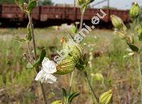 Silene latifolia Poiret subsp. alba (Mill.) (Melandrium album Garc.)