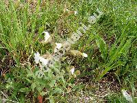 Silene latifolia Poiret subsp. alba (Mill.) (Melandrium album Garc.)