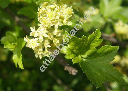 Ribes alpinum L. (Ribes lucidum, Liebichia gottsteinii Opiz, Liebichia alpina (L.) Opiz)