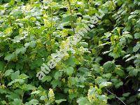 Ribes alpinum L. (Ribes lucidum, Liebichia gottsteinii Opiz, Liebichia alpina (L.) Opiz)