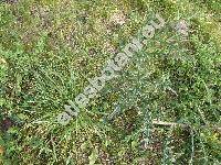 Cirsium eriophorum (L.) Scop. (Carduus eriophorus L., Cnicus eriophorus (L.) Roth)