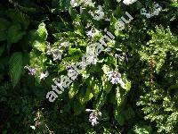 Hosta lancifolia (Funkie, Funkia, Hosta japonica (Thunb. ex Houtt) Voss, Hosta xlancifolia  (Thunb.) Engler)
