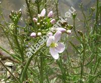 Cardamine matthioli Moretti (Cardamine pratensis var. hayneana Rchb., Cardamine hayneana, Cardamine matthiolii Moretti)