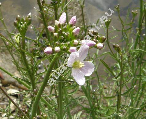 Cardamine matthioli Moretti (Cardamine pratensis var. hayneana Rchb., Cardamine hayneana, Cardamine matthiolii Moretti)