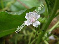 Malva pusilla Sm. (Althea borealis (Wallm.) Alef., Malva rotundifolia L.)