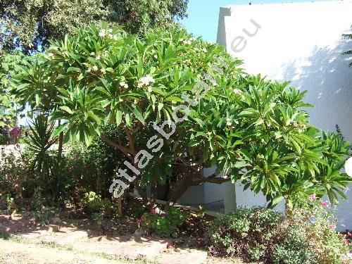 Plumeria alba (Plumeria alba L., Plumeria acutifolia)