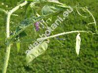 Vicia villosa Roth (Vicia villosa subsp. varia (Host) Corb., Vicia polyphylla Waldst. et Kit, Cracca villosa(Roth) Godr. et Gren., Ervum villosum (Roth) Trautv.)