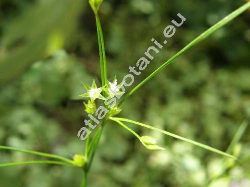 Juncus tenuis Willd. (Juncus macer Gray)