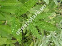 Chaerophyllum aromaticum L. (Myrrhis aromatica (L.) Spreng., Scandix aromatica Wahlenb., Selium aromaticum Krause)