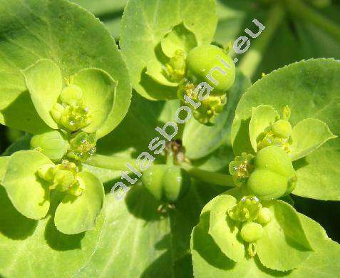 Euphorbia helioscopia L. (Tithymalus)
