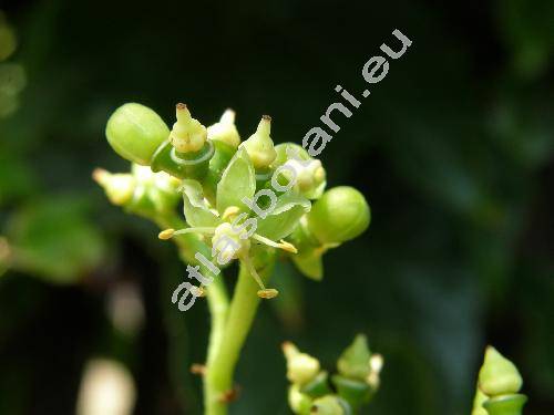 Parthenocissus tricuspidata (Sieb. et Zucc.) Planchon (Ampelopsis tricuspidata Sieb. et Zucc.)