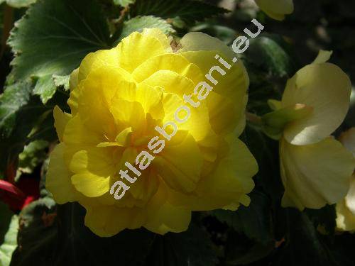 Begonia x tuberhybrida  'Gold'