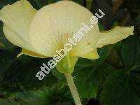 Begonia x tuberhybrida  'Gold'