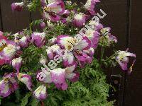 Schizanthus x wisetonensis Low. (Schizanthus pinnatus)