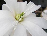 Magnolia stellata (Sieb. et Zucc.) Max. (Buergeria stellata Sieb. et Zucc.)
