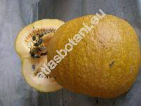 Cucurbita pepo L. 'Olga' (Cucurbita pepo var. oleifera)