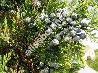 Chamaecyparis lawsoniana (Murray) Parl. 'Pet's Blue' (Cupressus lawsoniana Murray)
