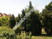 Chamaecyparis lawsoniana (Murray) Parl. 'Pet's Blue' (Cupressus lawsoniana Murray)