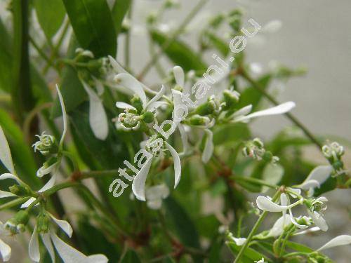 Euphorbia 'Silver Fog' (Chamaesyce, Tithymalus)