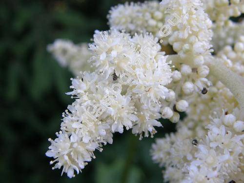 Astilboides tabularis (Astilboides tabularis (Hemsl.) Engl., Rodgersia tabularis (Hemsl.) Kom., Saxifraga)