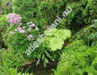 Astilboides tabularis (Astilboides tabularis (Hemsl.) Engl., Rodgersia tabularis (Hemsl.) Kom., Saxifraga)