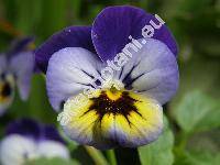 Viola cornuta 'Endurio'