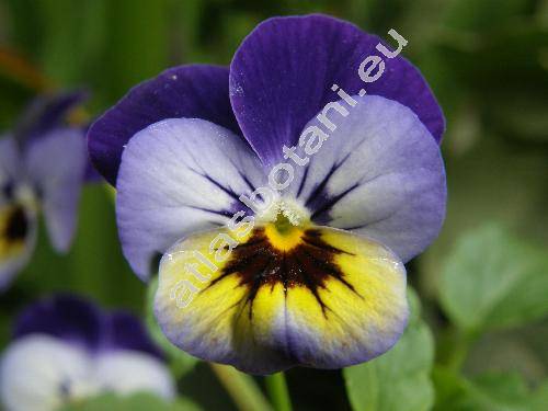 Viola cornuta 'Endurio'